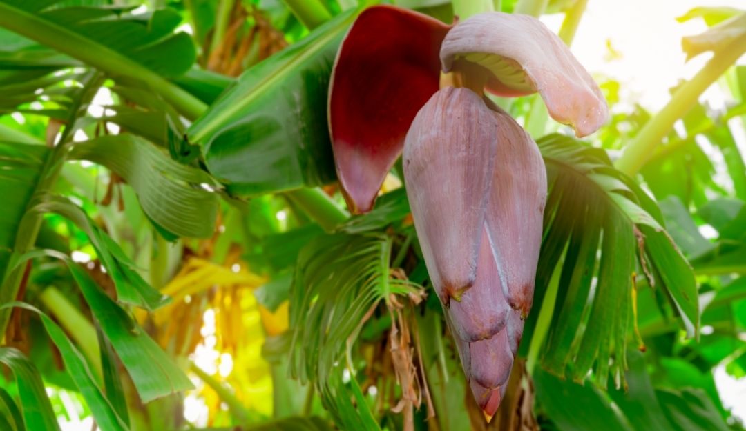 Jangan Remehkan Jantung Pisang, Berikut Segudang Manfaatnya Bagi Kesehatan Tubuh