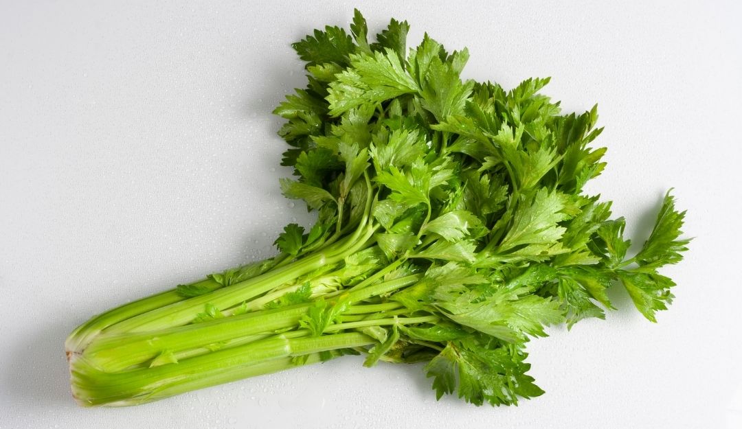 Beragam Manfaat Seledri Untuk Kesehatan Dan Bahayanya Jika Dikonsumsi Terlalu Banyak