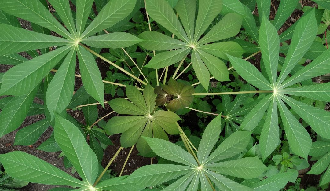 Atasi Diare Dengan Daun Singkong, Simak Caranya